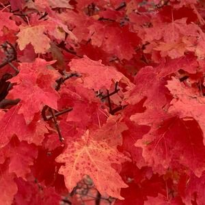 Meet your Posher, Seresa